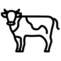 cow